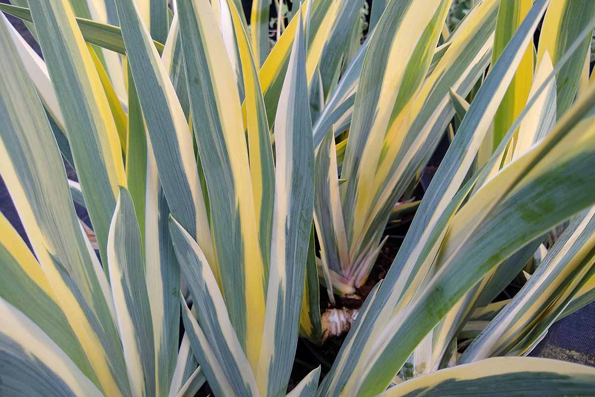 A close up horizontal image of the variegated foliage of plants growing in the garden.