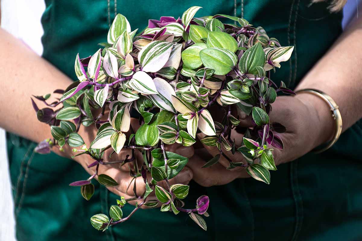 A close up horizontal image of a gardener holding a clump of variegated Tradescantia plants.