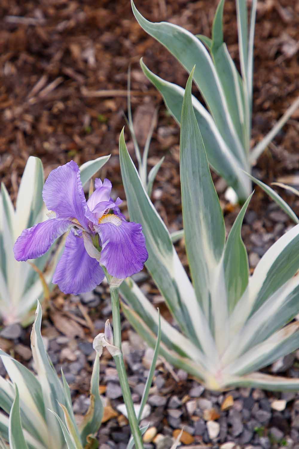 A close up vertical image of the variegated foliage and a single purple flower of sweet iris plants growing in the garden.
