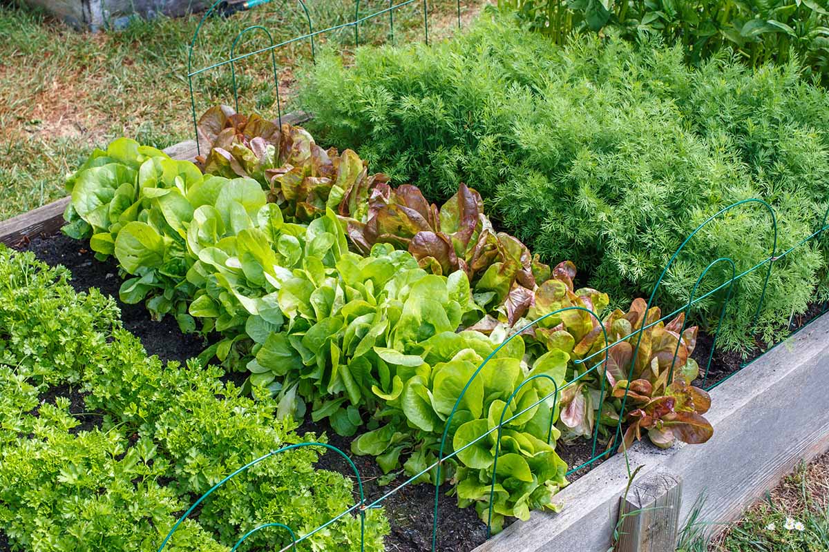 A horizontal image of a raised wooden garden bed growing lettuce, parsley, and a variety of other herbs and vegetables.