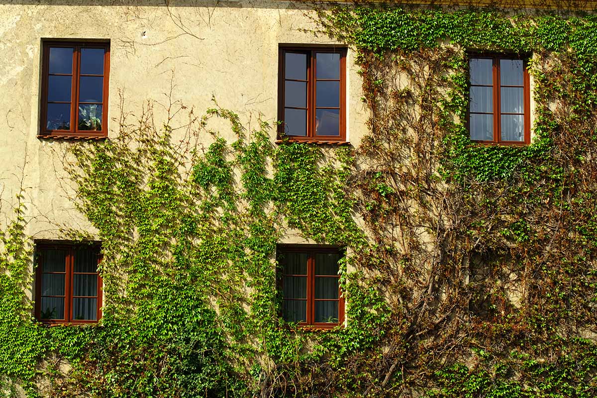 A close up horizontal image of the outside of a residence covered in large ornamental vines.