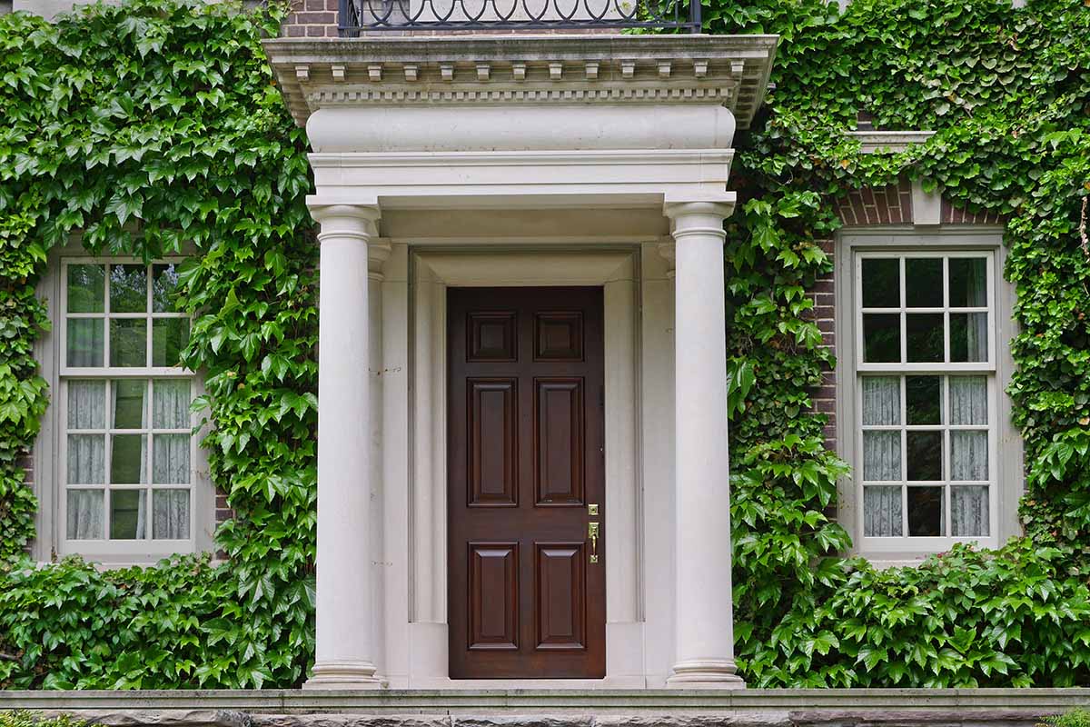 A horizontal image of a large imposing house with Boston ivy growing on the walls and around the windows and front door.