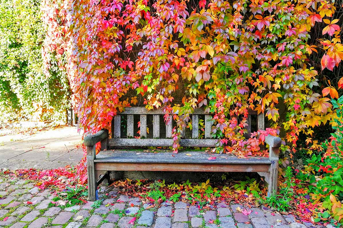 A weathered wooden bench on a cobbled surface, with cascading vines over it in autumn. The plant has red, yellow, orange, and green leaves in abundance. Bright sunshine lights the scene.