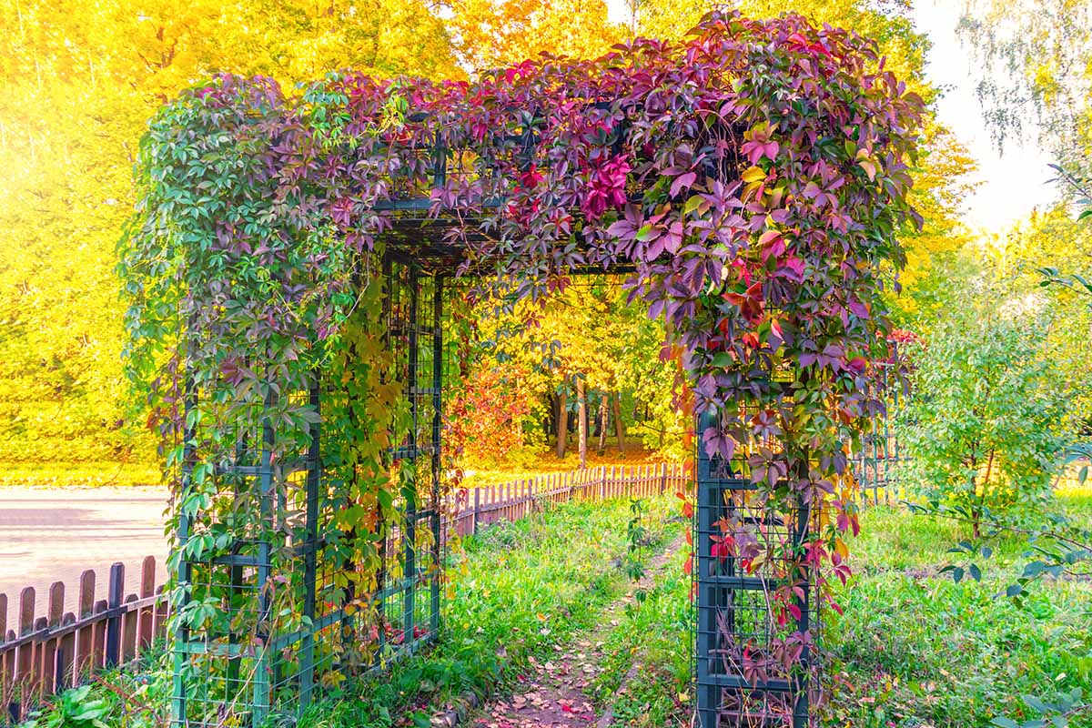 A trellis covered in a creeper with red, orange, purple, and green autumn colors, in the background are trees with bright yellow leaves, and green grass. In bright sunshine.