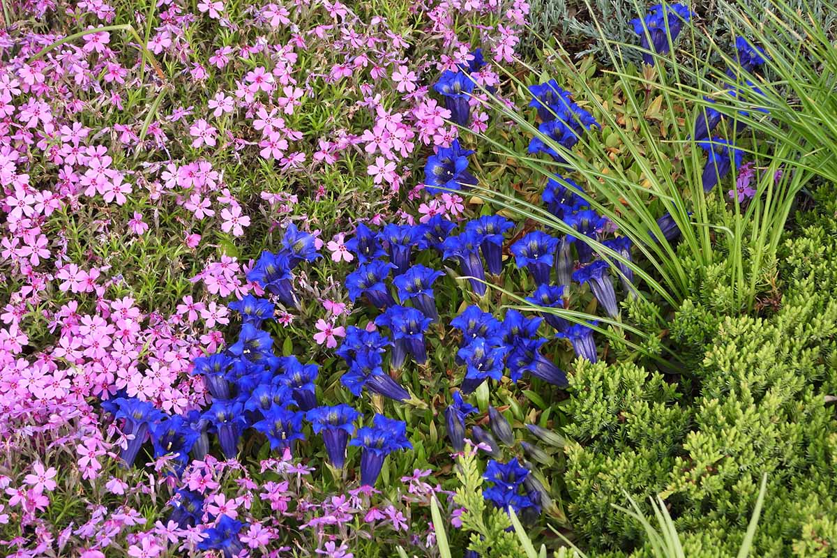 A close up horizontal image of blue gentian flowers amid pink dianthus growing in the garden.
