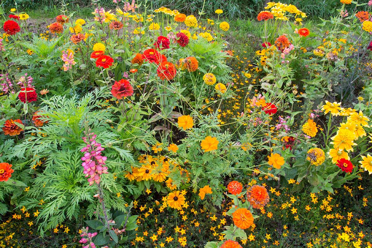 A close up horizontal image of a garden border with blooming wildflowers in a variety of colors.