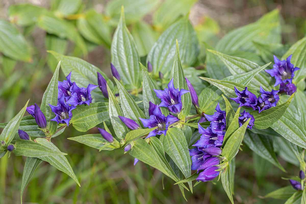A close up horizontal image of willow gentian (Gentiana asclepiadea) growing in the garden with light purple flowers.