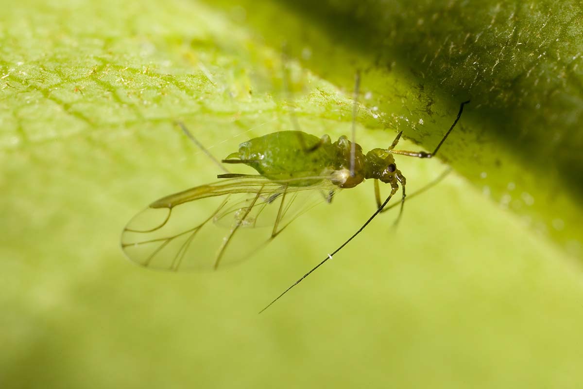 A close up horizontal image of a winged female aphid perching on a green leaf.