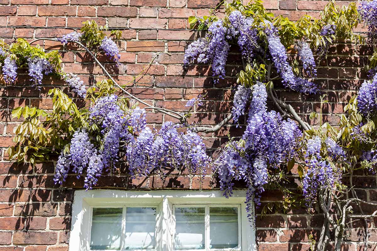 A close up horizontal image of purple wisteria growing on the outside of a brick home.