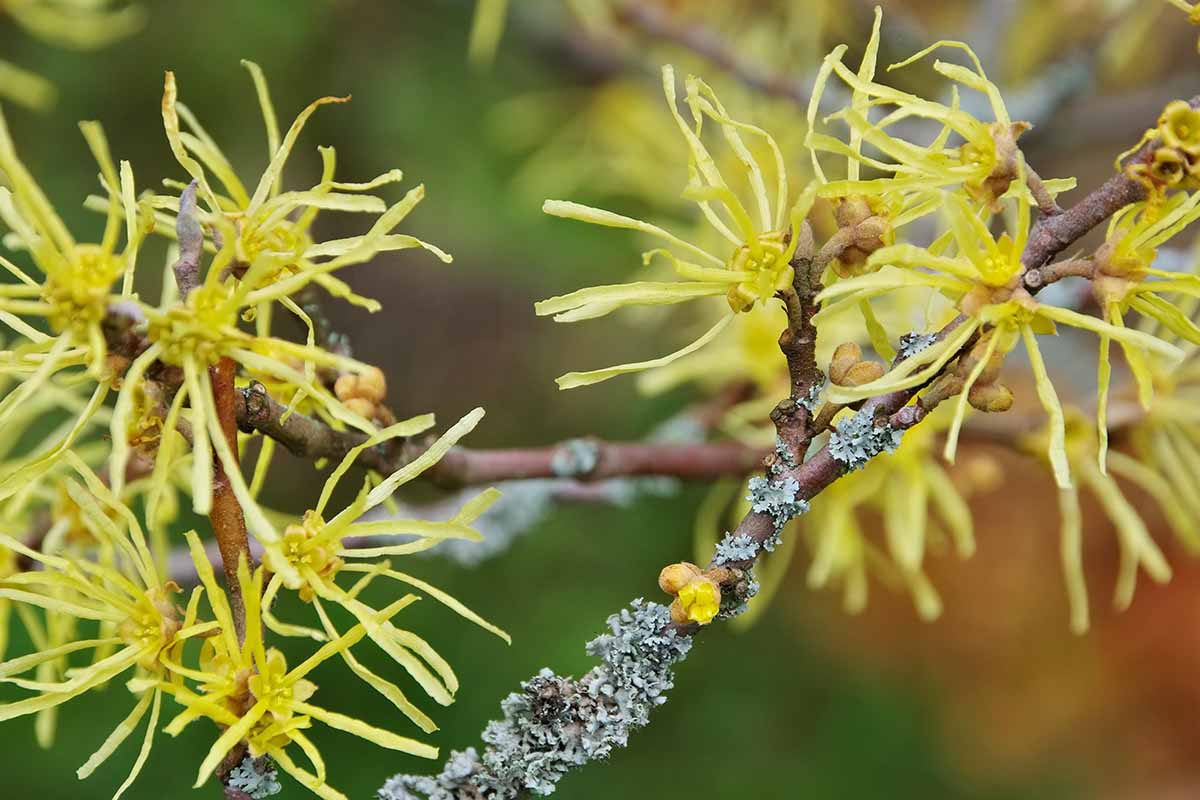 A close up horizontal image of the yellow autumn blooms of common witch hazel pictured on a soft focus background.