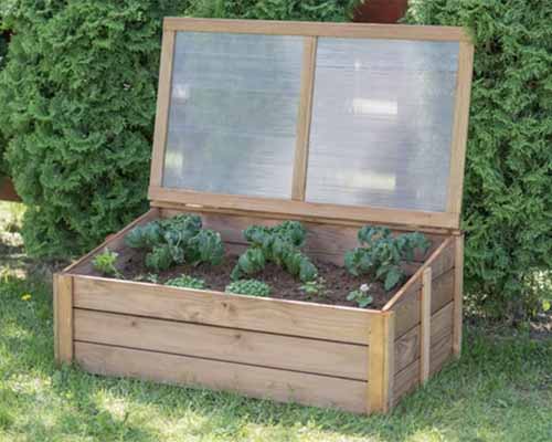 A close up horizontal image of a wooden cold frame with vegetables growing in it in the garden.