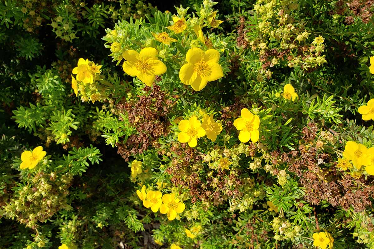 A close up horizontal image of yellow cinquefoil bush flowers in bloom growing in the garden pictured in bright sunshine.