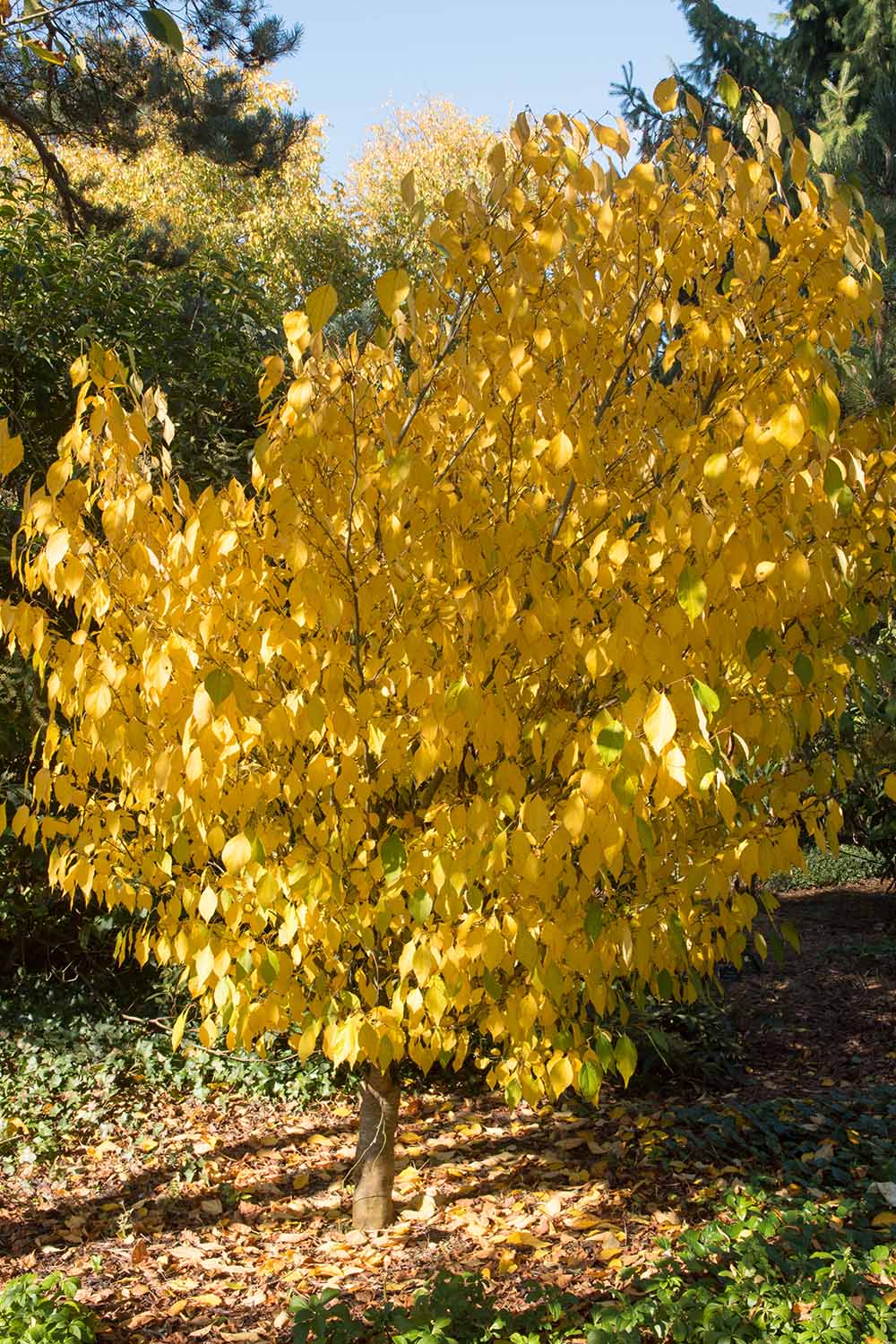 A vertical image of the yellow fall foliage of spicebush pictured in light filtered sunshine.