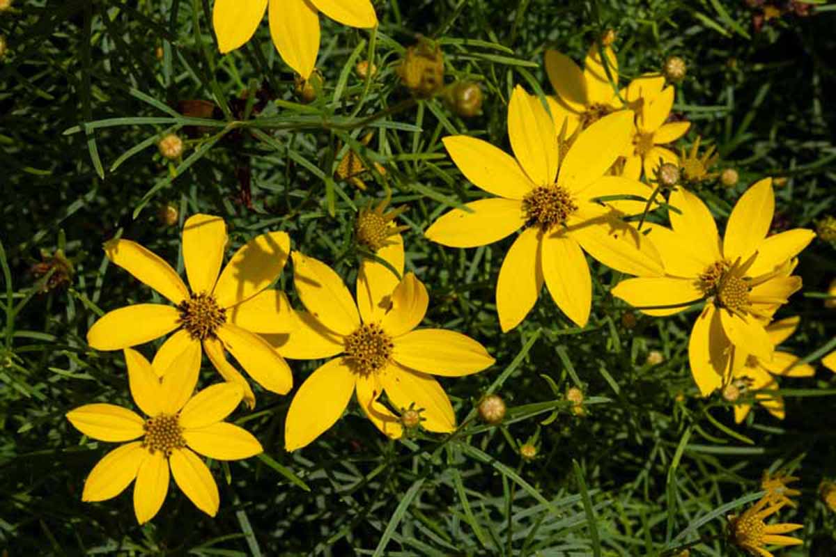 A close up horizontal image of yellow thread leaf Coreopsis flowers growing in the garden in early autumn.