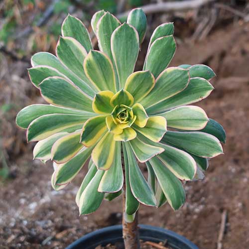 A close up square image of aeonium Sunburst growing in a container.