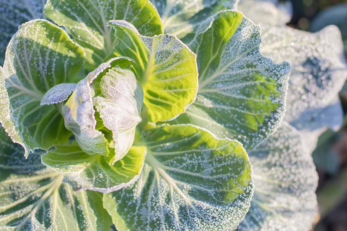 A close up of cabbage leaves with a light frost on the leaves, in bright sunshine.
