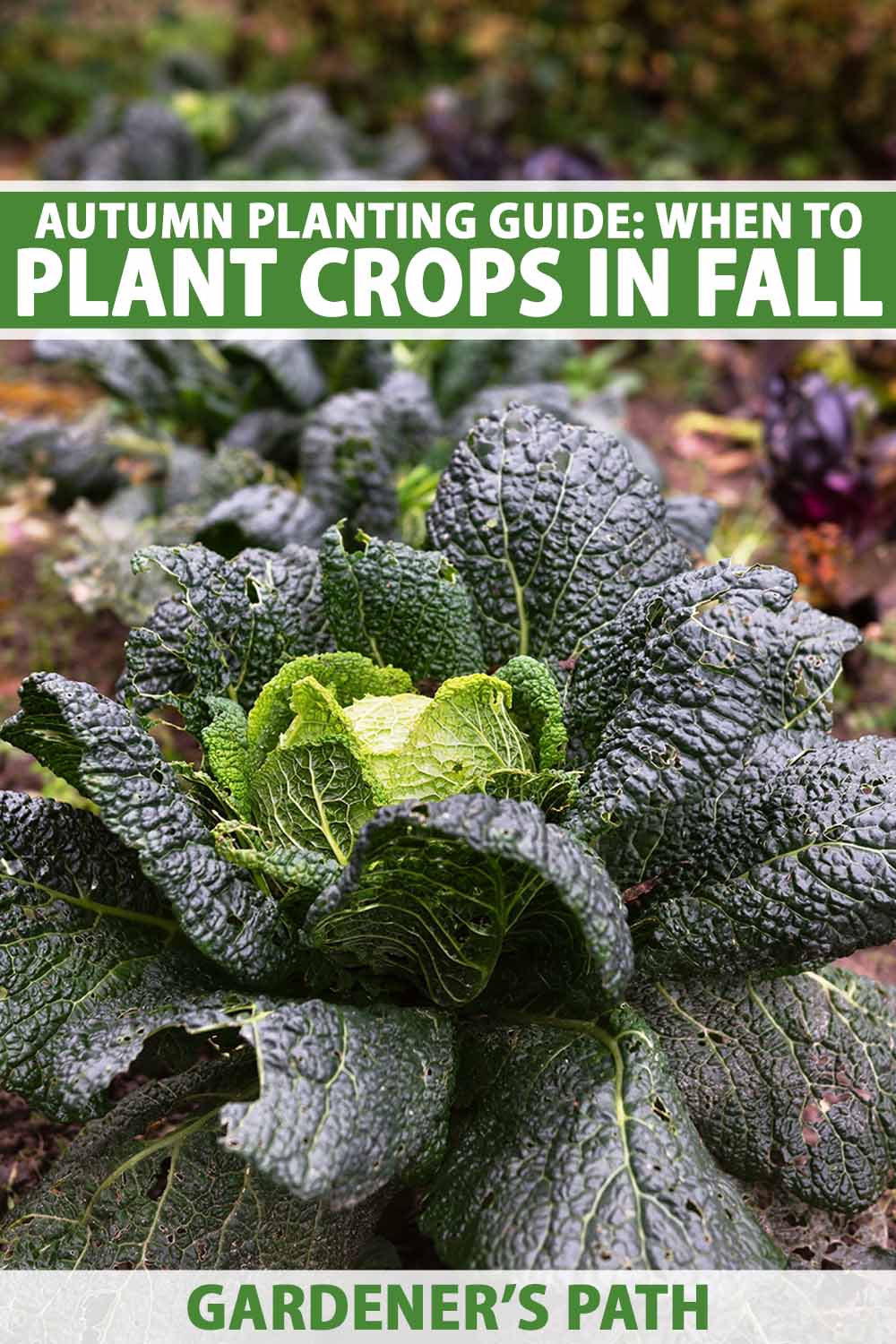 A close up vertical image of savoy cabbage growing in the autumn garden. To the top and bottom of the frame is green and white printed text.