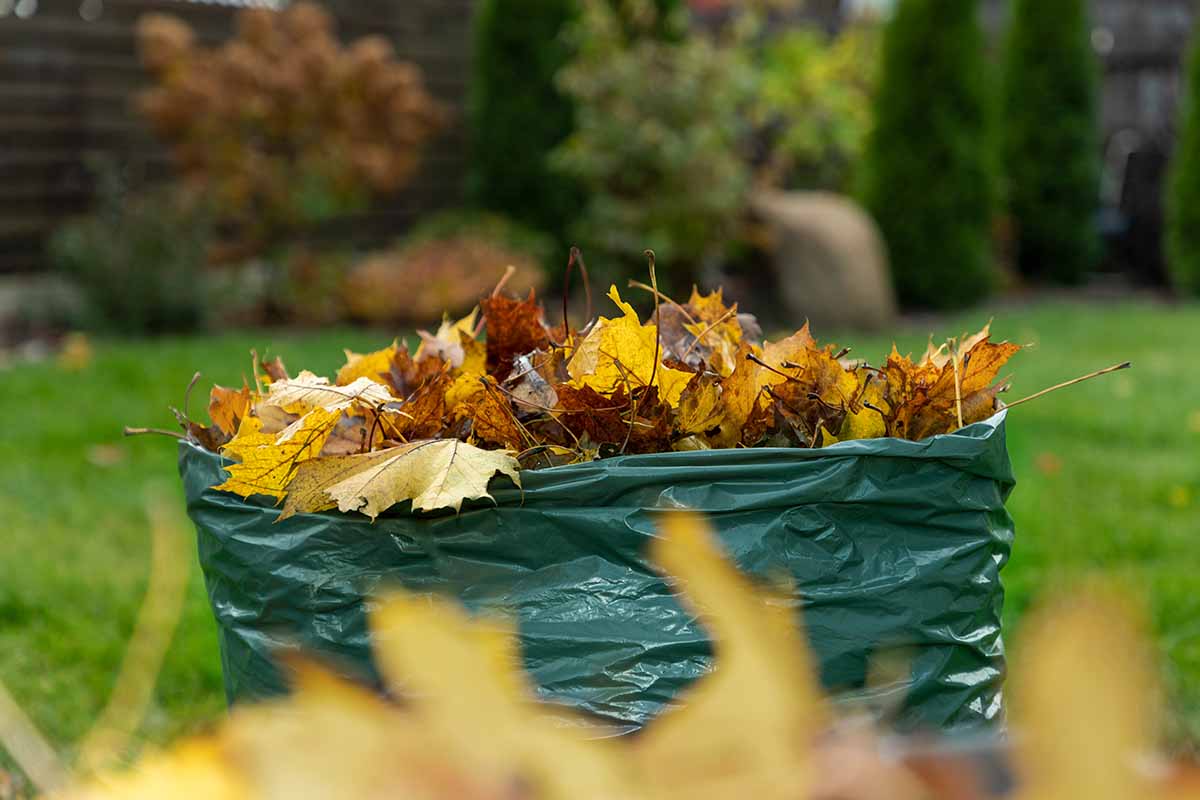 A close up horizontal image of a green plastic garden sack filled with freshly collected autumn leaves, with a garden scene in soft focus in the background.