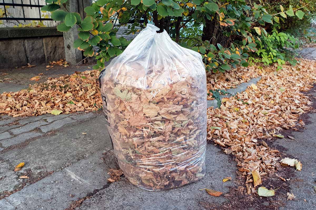 A close up horizontal image of a clear plastic bag set on a sidewalk filled with autumn leaves with a fence and shrub in the background.