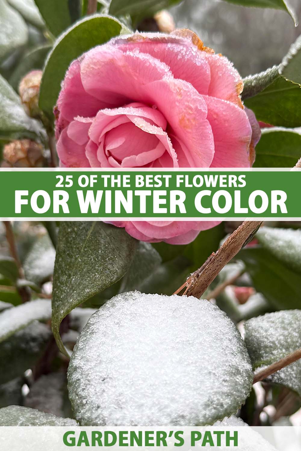 A close up vertical image of a pink camellia growing in the garden with frost and snow on the foliage and petals. To the center and bottom of the frame is green and white printed text.