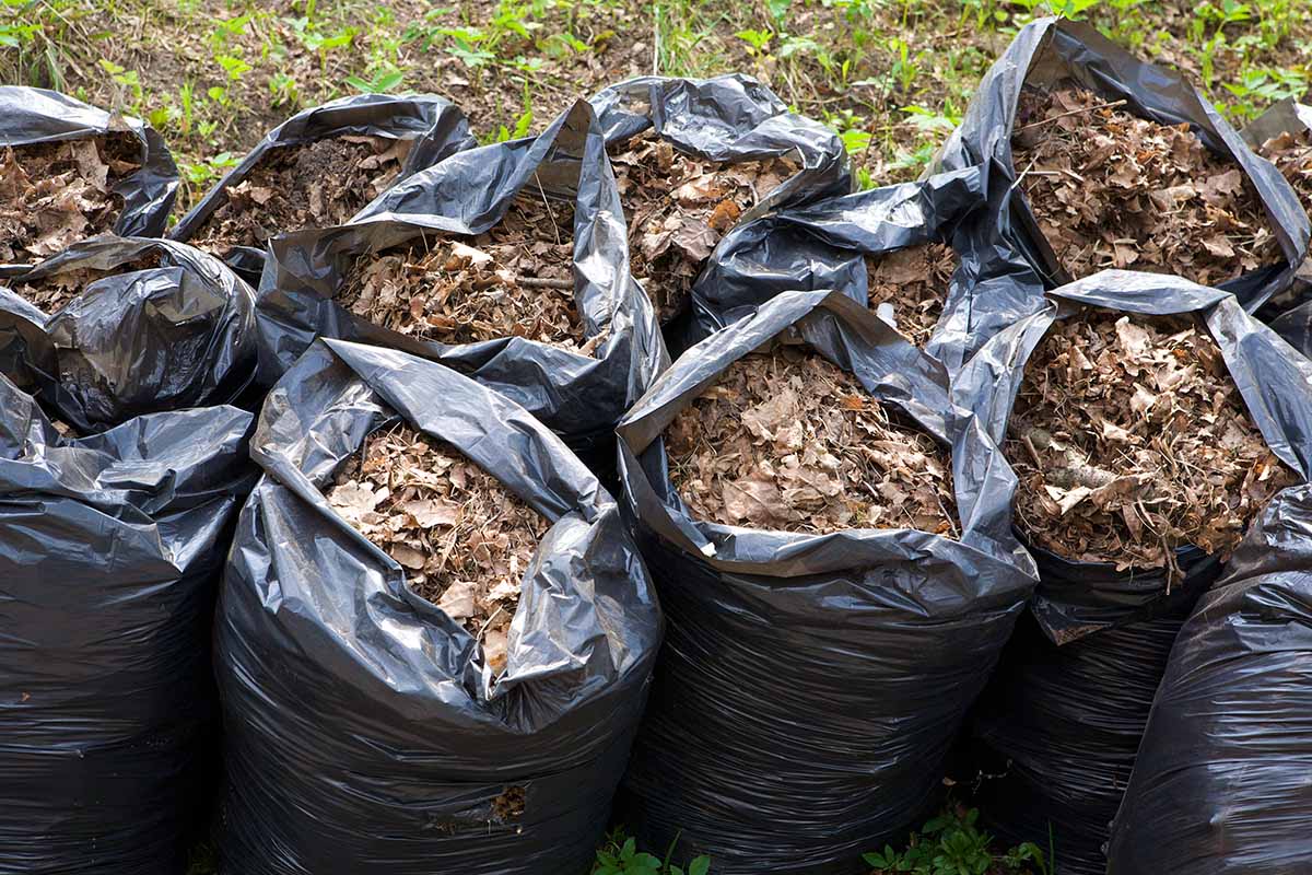 A close up horizontal image of two rows of black plastic sacks filled with collected autumn leaves for composting.