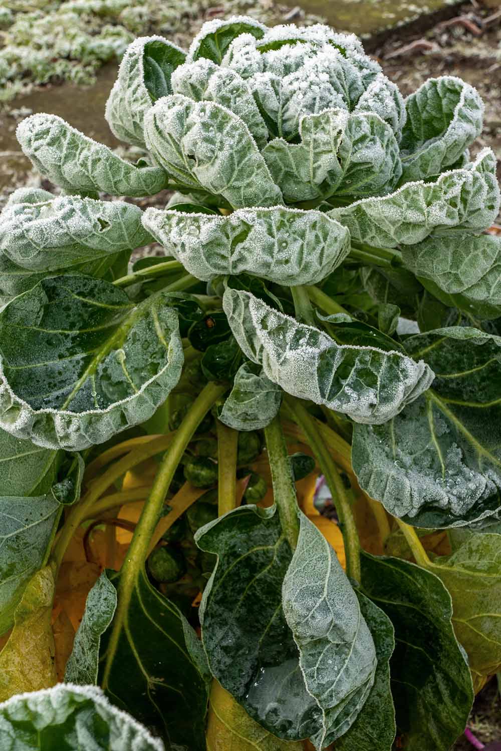 A close up vertical image of a Brassica oleracea var. gemmifera growing in the winter garden covered in a light covering of frost, pictured on a soft focus background.