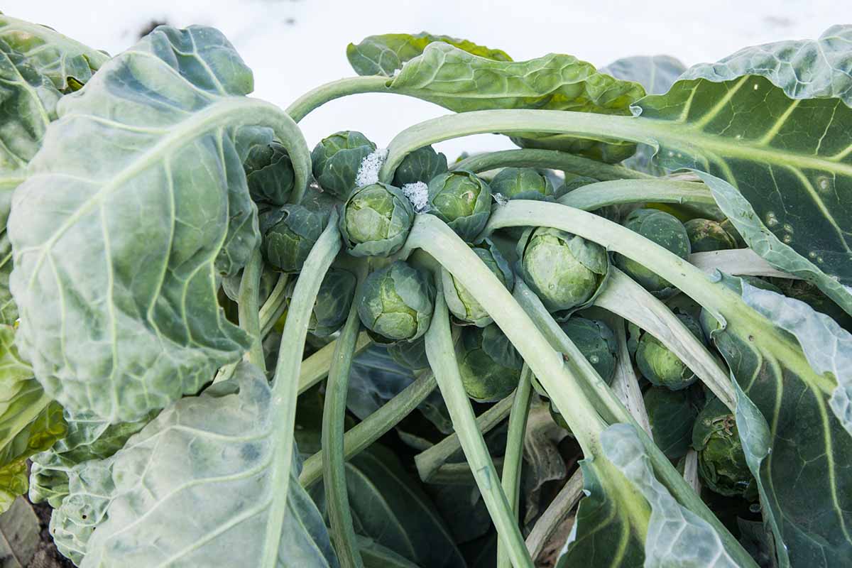 A close up horizontal image of a stalk of Brassica oleracea var. gemmifera in a snowy landscape.