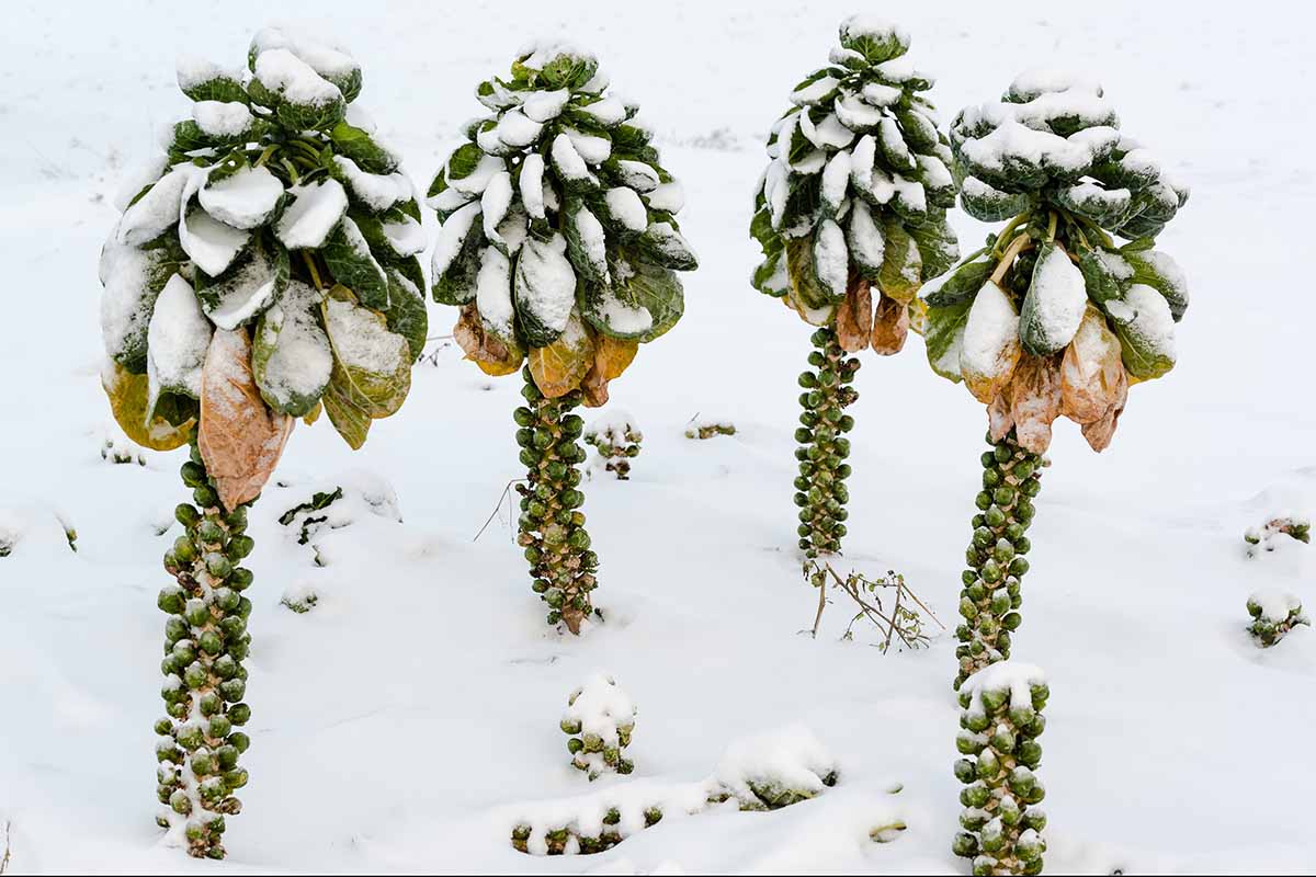 A close up horizontal image of Brassica oleracea var. gemmifera in the snow pictured on a snowy winter landscape.
