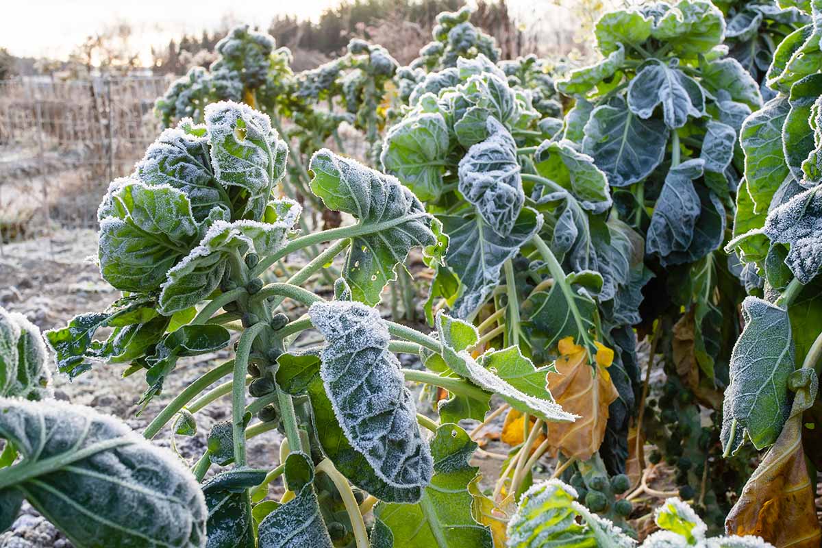 A close up horizontal image of rows of Brassica oleracea var. gemmifera growing in the winter garden covered in a light dusting of frost pictured in light sunshine on a soft focus background.
