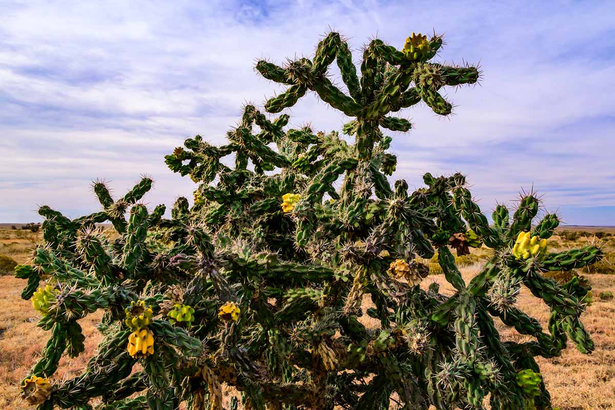 A horizontal image of a walking stick or cane cholla growing wild in the Arizona desert.
