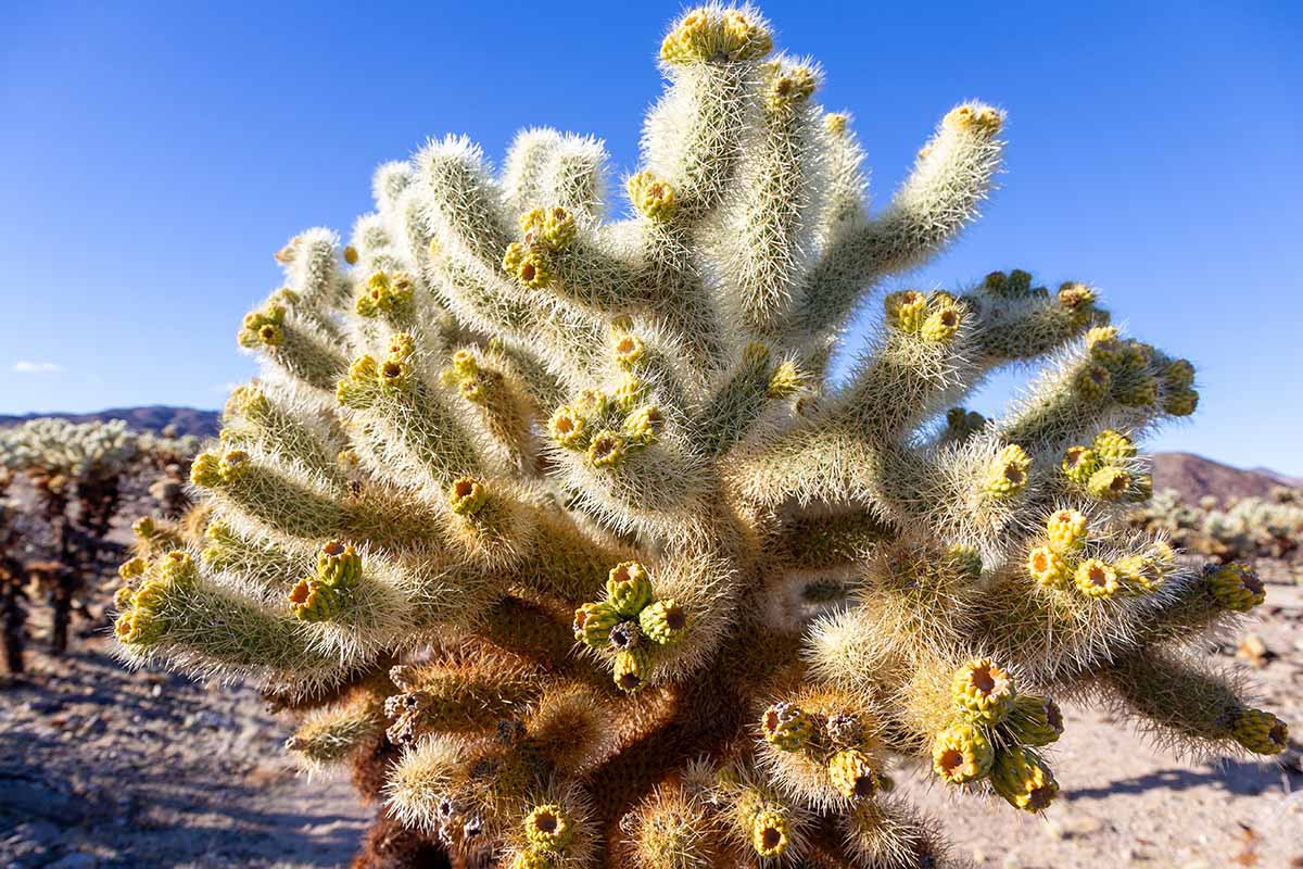 A close up horizontal image of Cylindropuntia safelipensis growing wild pictured on a blue sky background.