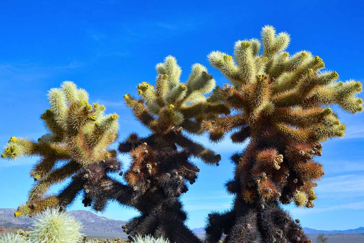 A close up horizontal image of a teddy bear cholla cactus growing wild pictured on a blue sky background.