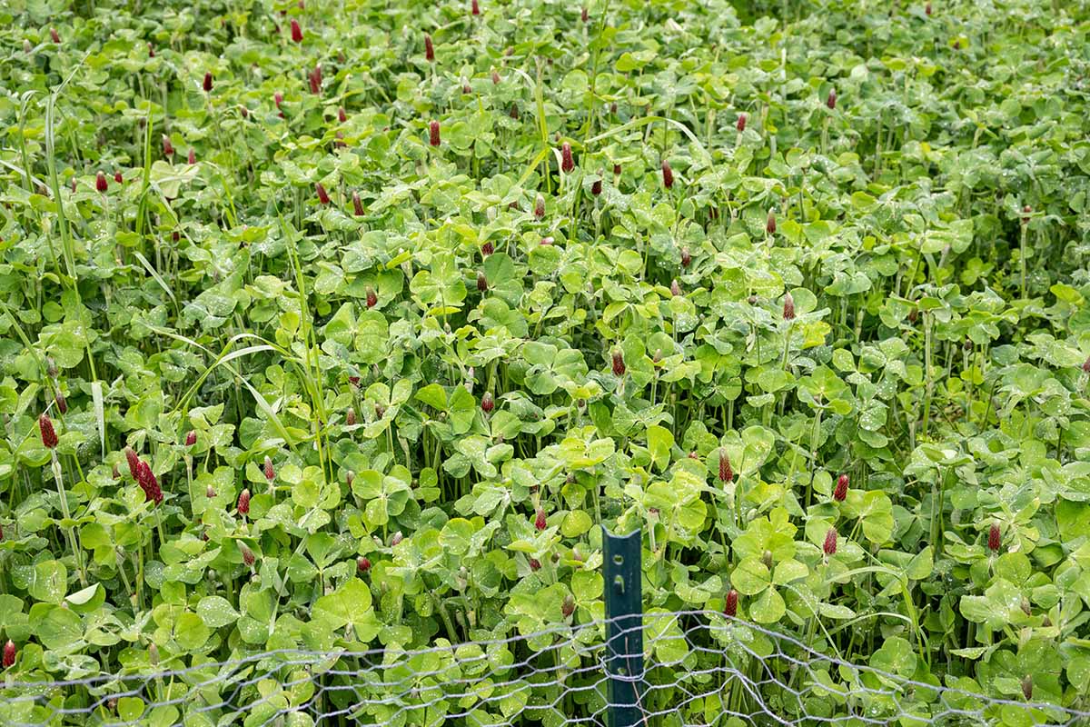 A close up horizontal image of a field planted with clover.