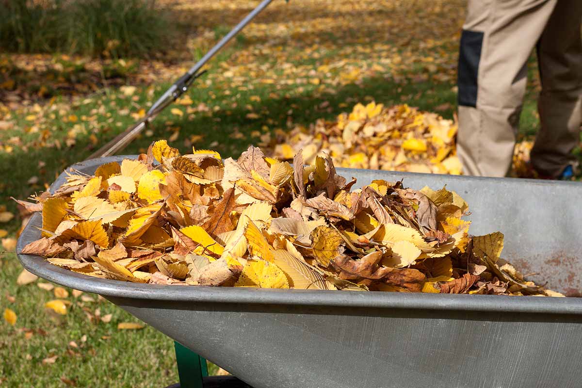 A close up horizontal image of a wheelbarrow containing freshly collected autumn leaves. In the background is a gardener raking leaves from the lawn, pictured in light sunshine.