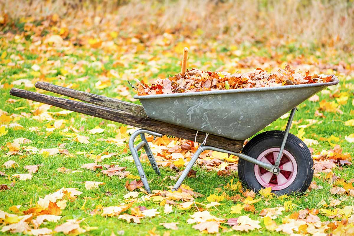 A close up horizontal image of a wheelbarrow in the garden filled with leaves raked from the lawan.