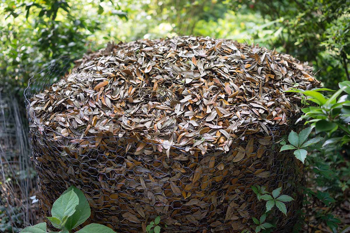 A close up horizontal image of a wire enclosure filled with autumn leaves with foliage in soft focus in the background.