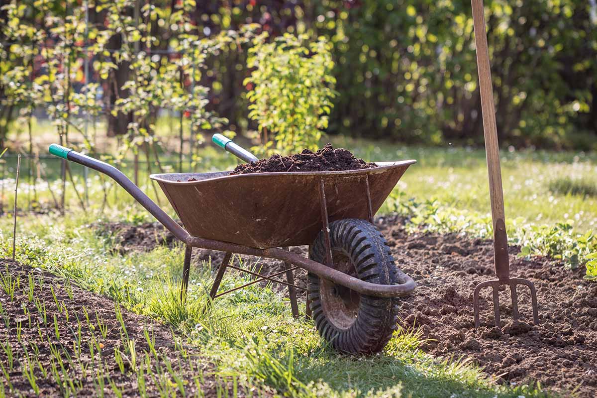 A close up horizontal image of a wheelbarrow with fresh compost in the garden, with a fork to the right of the frame, pictured in light sunshine.
