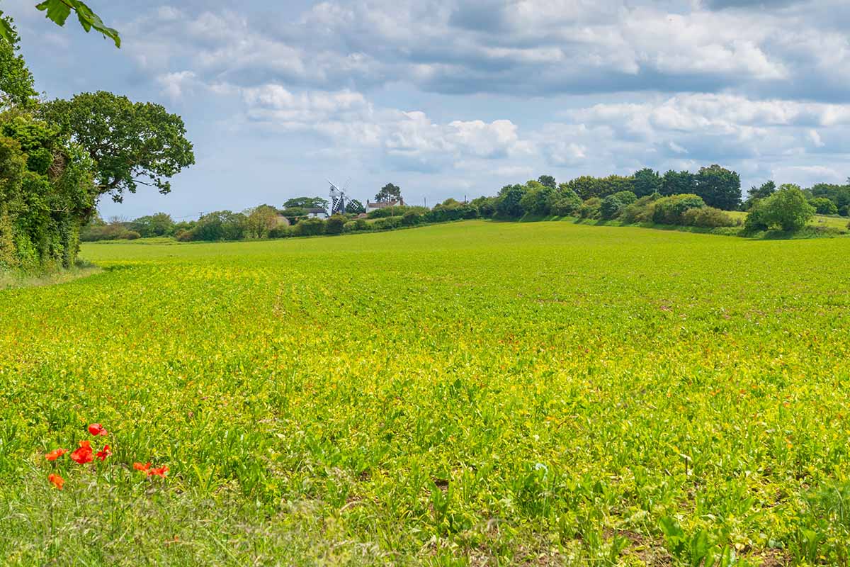 A horizontal image of a field in England planted with cover crops in summer.