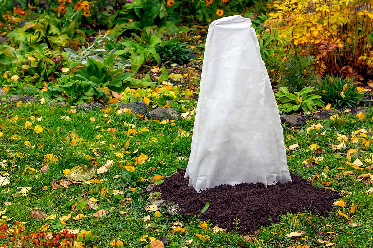 A close up horizontal image of a shrub covered with a fabric cone and mounded soil around the roots to protect it during the winter months.
