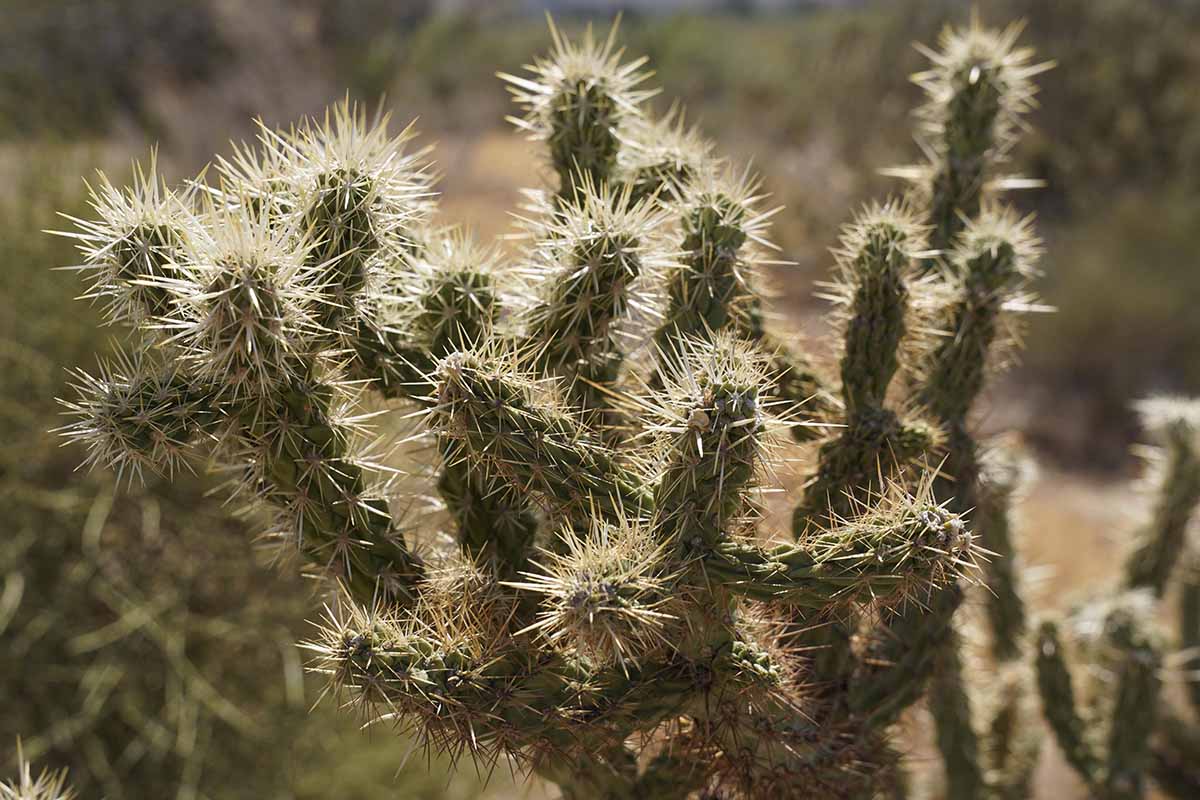 A close up horizontal image of cholla cactus growing wild.