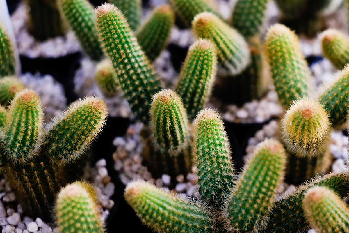 A close up horizontal image of teddy bear cholla cactus growing in small pots.