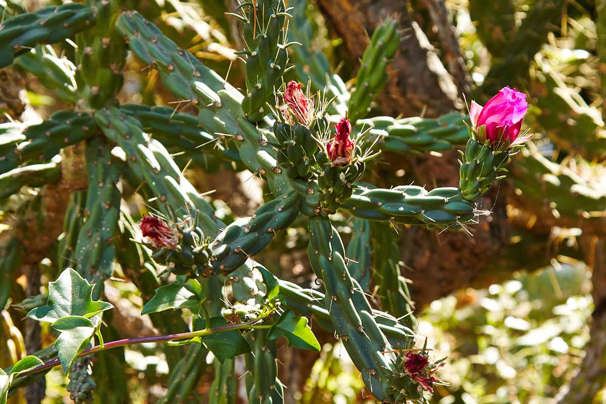A close up horizontal image of a Cylindropuntia cacuts growing in the garden with bright pink blooms pictured in light sunshine.