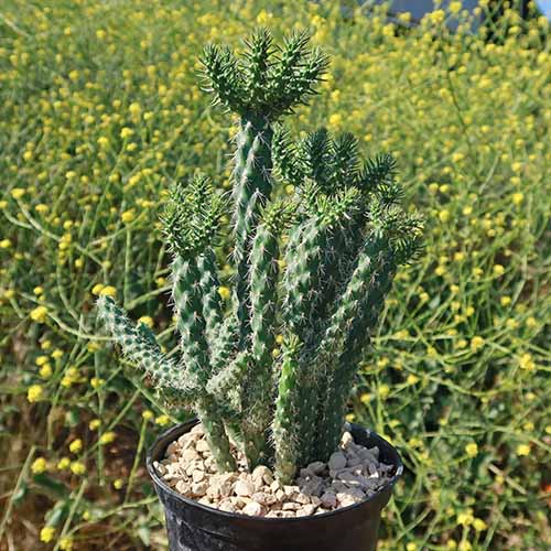 A close up square image of a potted walking stick cholla set outside.