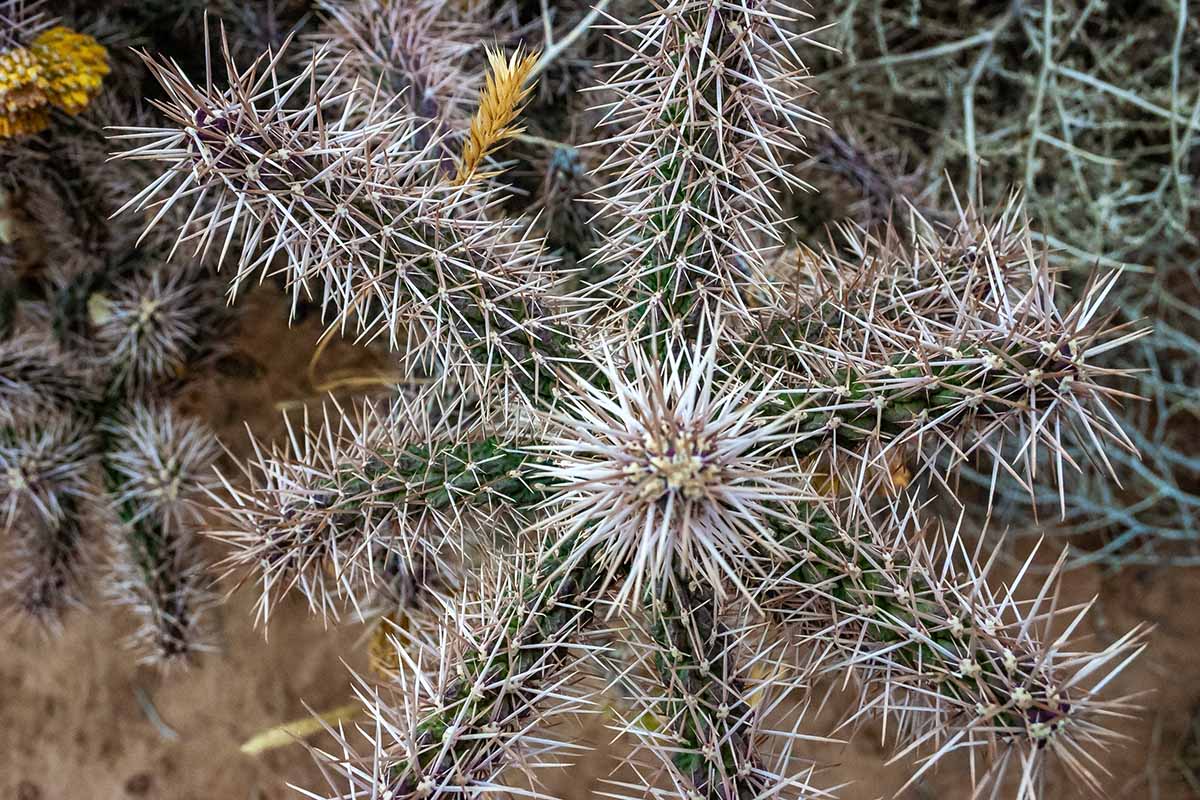 A close up horizontal image of a Cylindropuntia fulgida cholla cactus growing in the landscape.