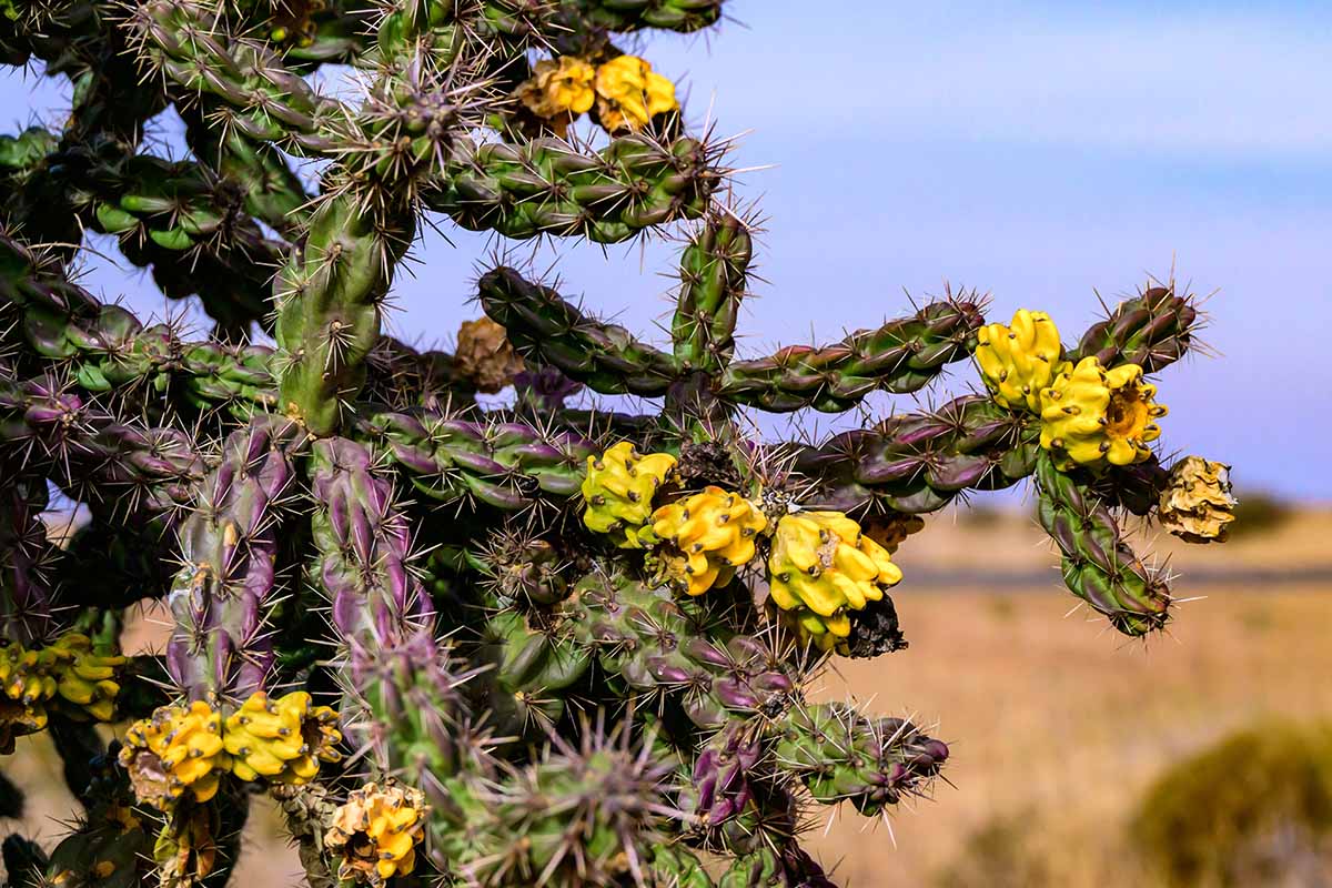 A close up horizontal image of Cylindropuntia imbricata aka walking stick cholla growing wild pictured on a soft focus background.