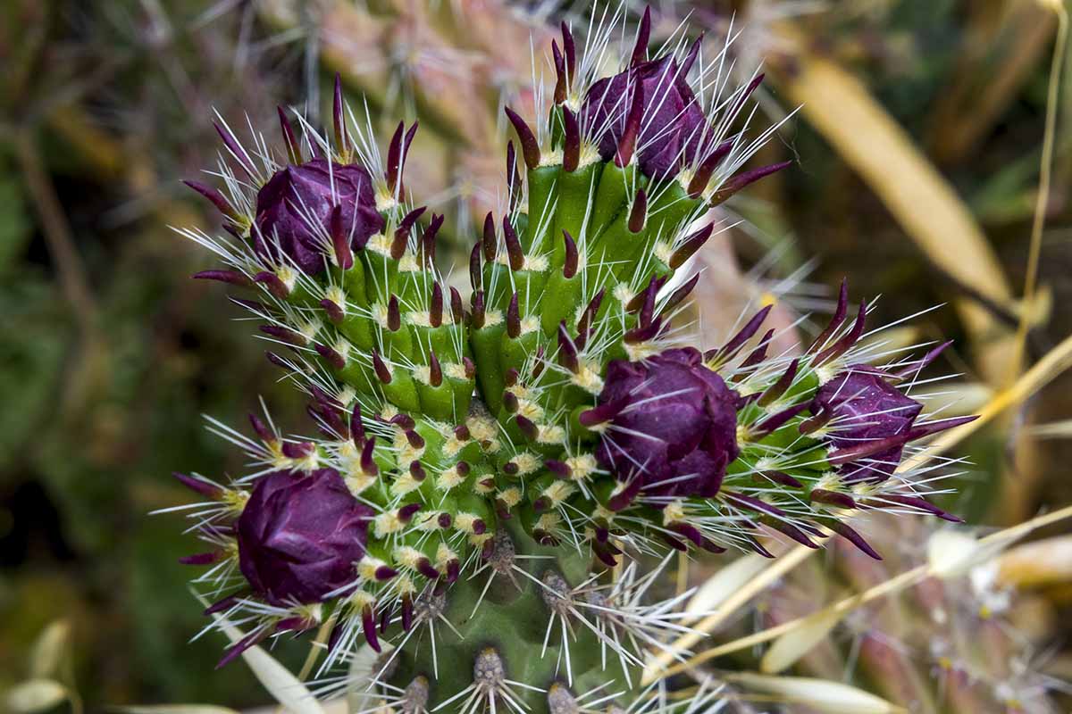 A close up horizontal image of a cholla cactus with deep purple blooms.