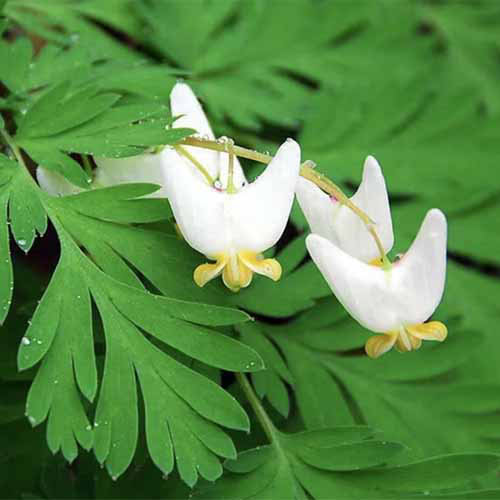 A close up square image of white Dutchman's breeches flowers against a backdrop of green foliage.