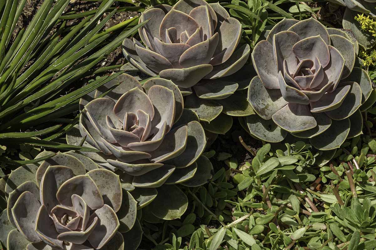 A close up horizontal image of echeveria 'Perle von Nurnberg' growing outdoors in the garden.