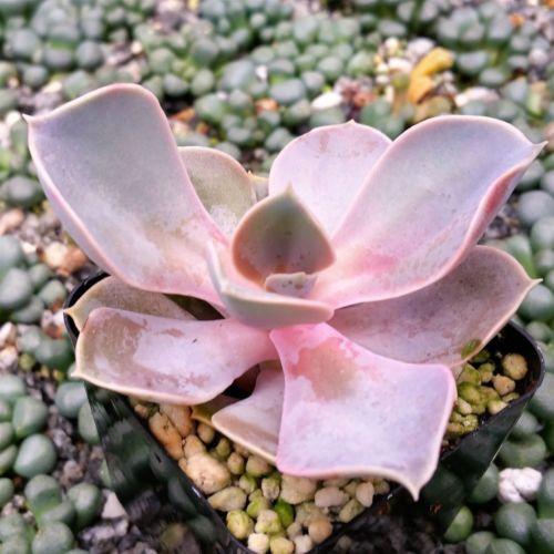 A close up square image of Echeveria 'Perle von Nurnberg' growing in a small pot.