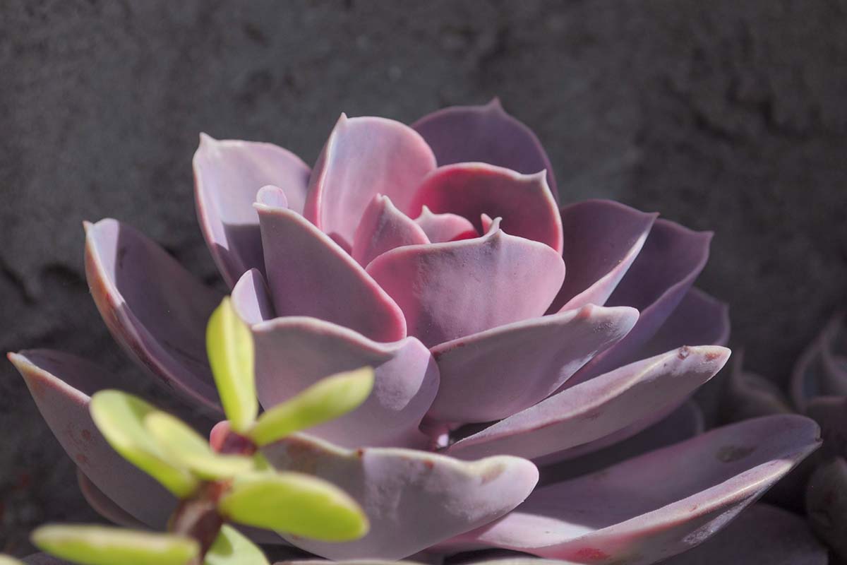 A close up horizontal image of 'Perle von Nurnberg' echeveria growing in the garden pictured in light sunshine against a stone wall background.
